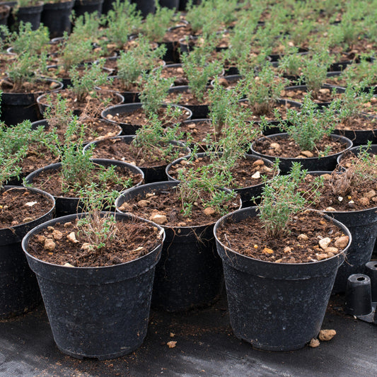 Winter Thyme seeds