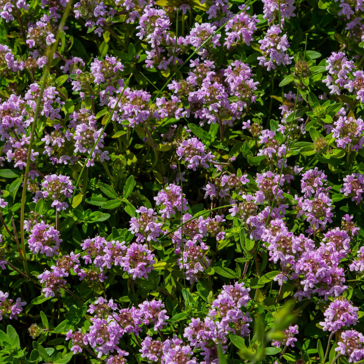 Creeping Thyme seeds