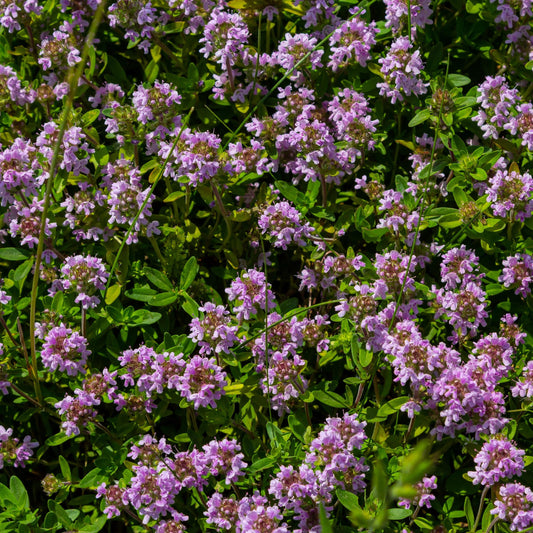 Creeping Thyme seeds