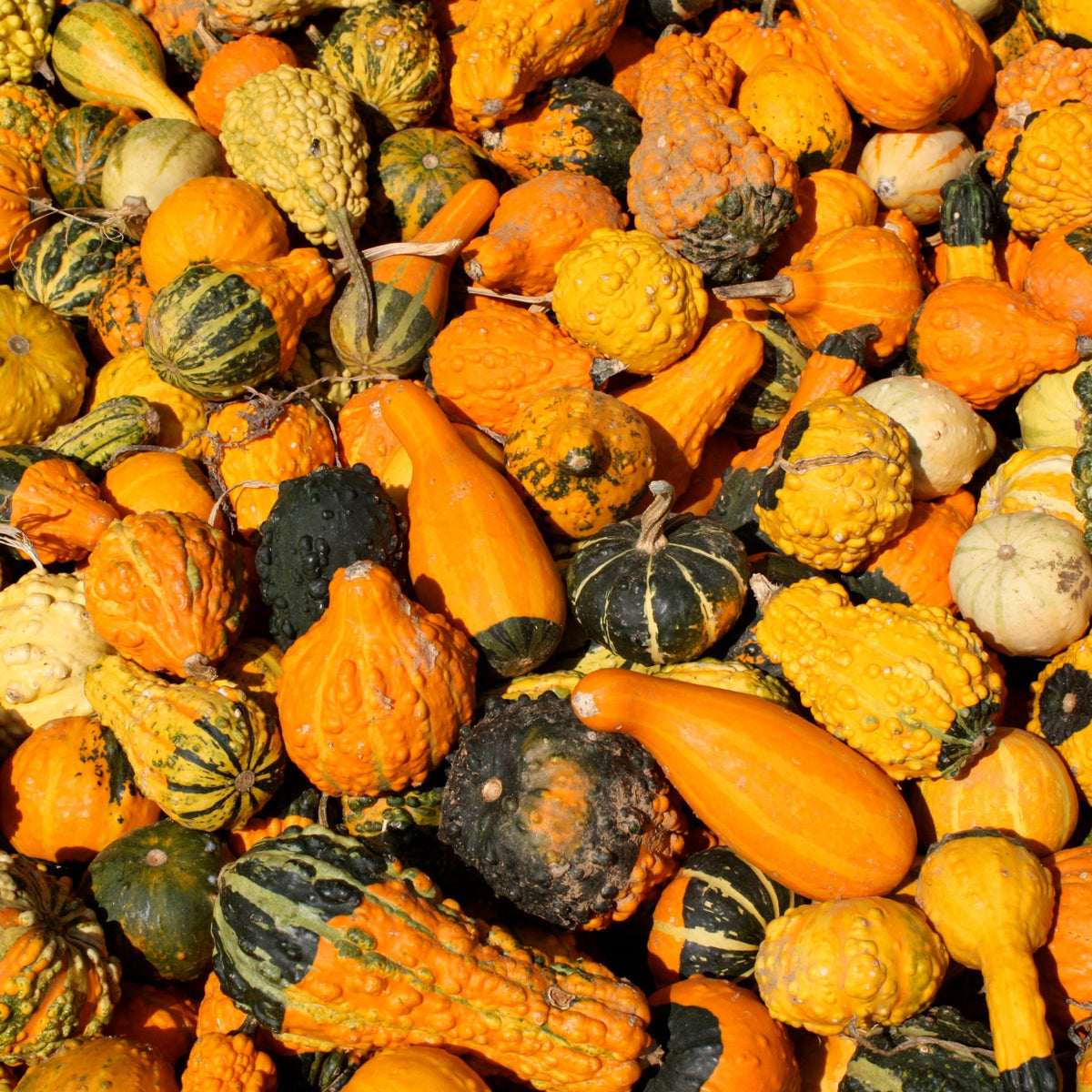 Large & Small Mix Gourd seeds