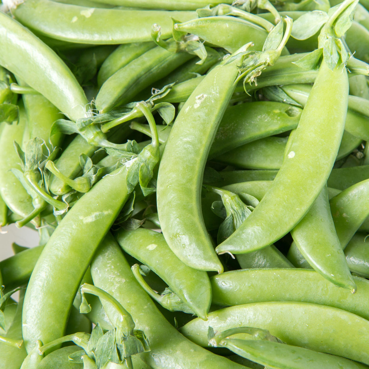 Sugar Snap Pea seeds