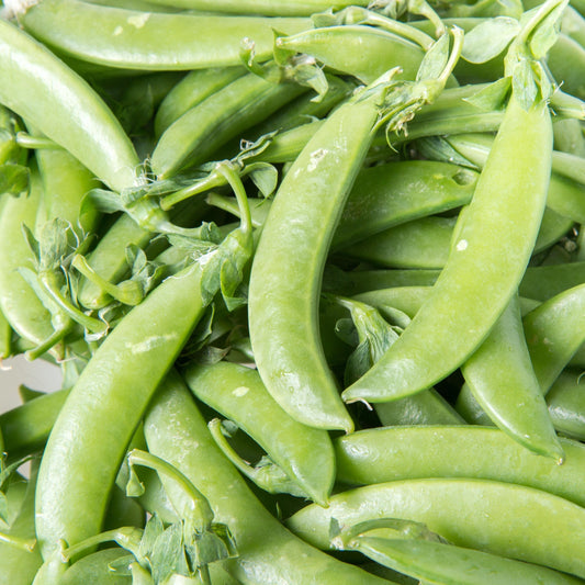 Sugar Snap Pea seeds