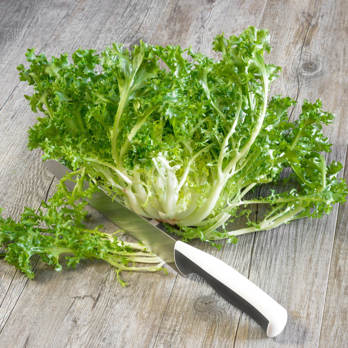 Green Curled Ruffec Endive seeds