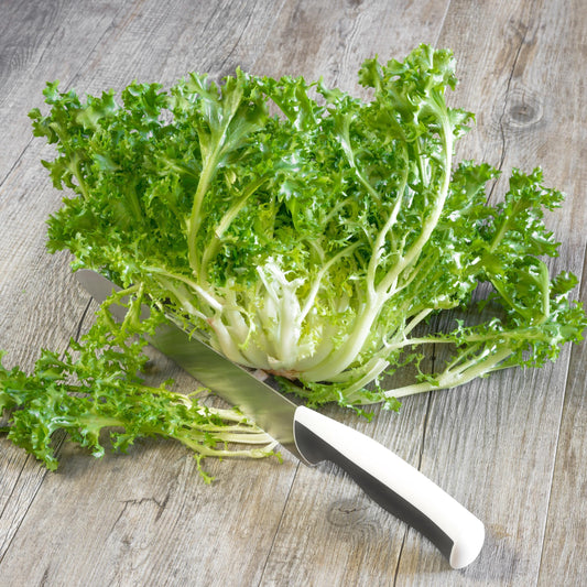 Green Curled Ruffec Endive seeds