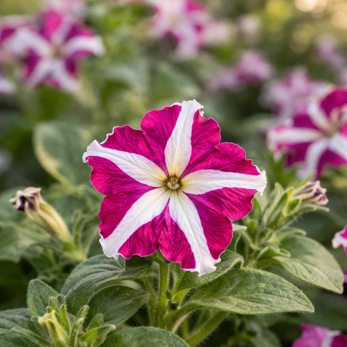 Success HD Rose Star Petunia seeds