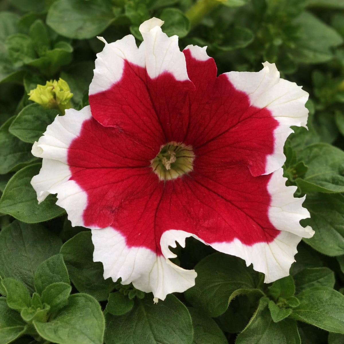 Frost Mix Petunia seeds