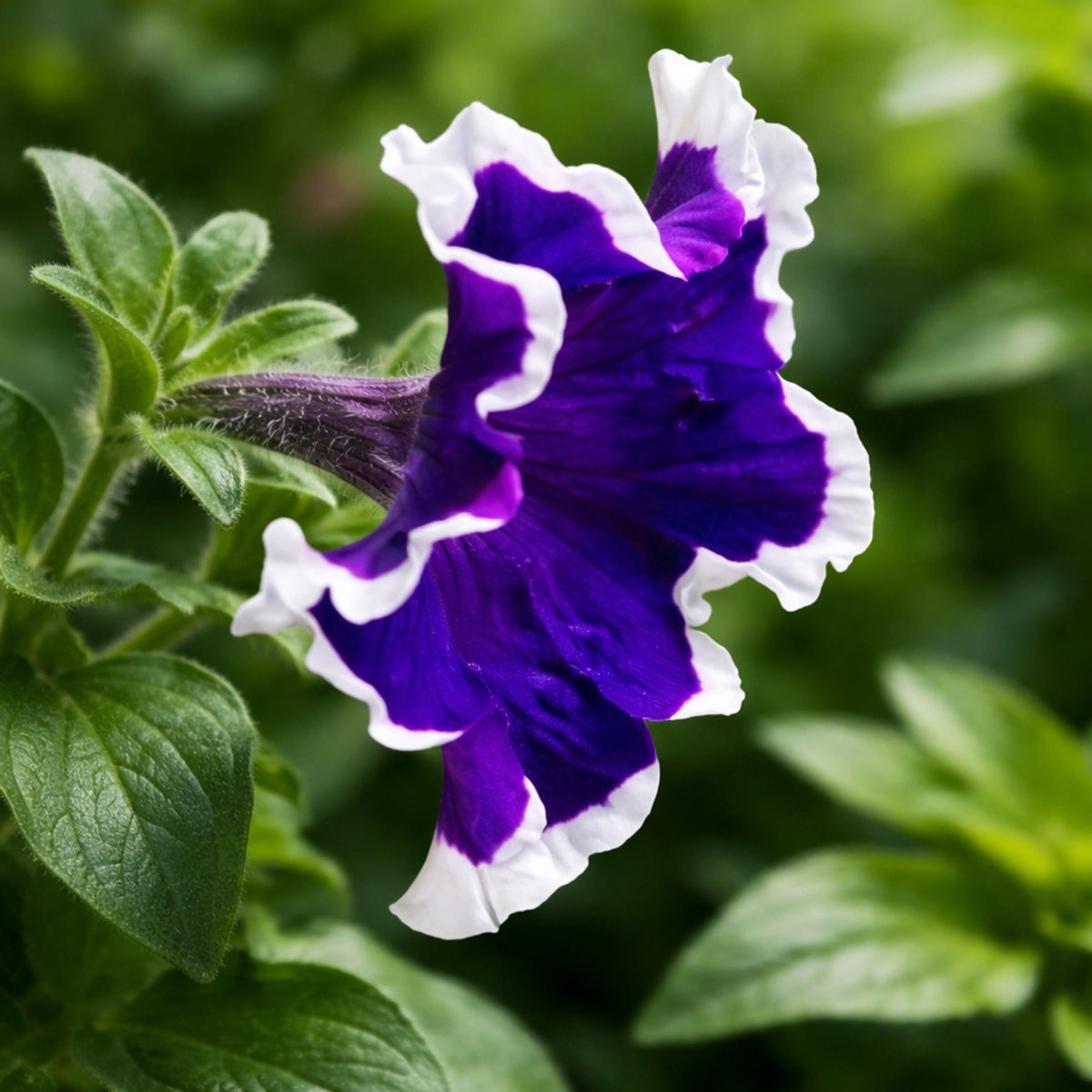 Frost Blue Petunia seeds