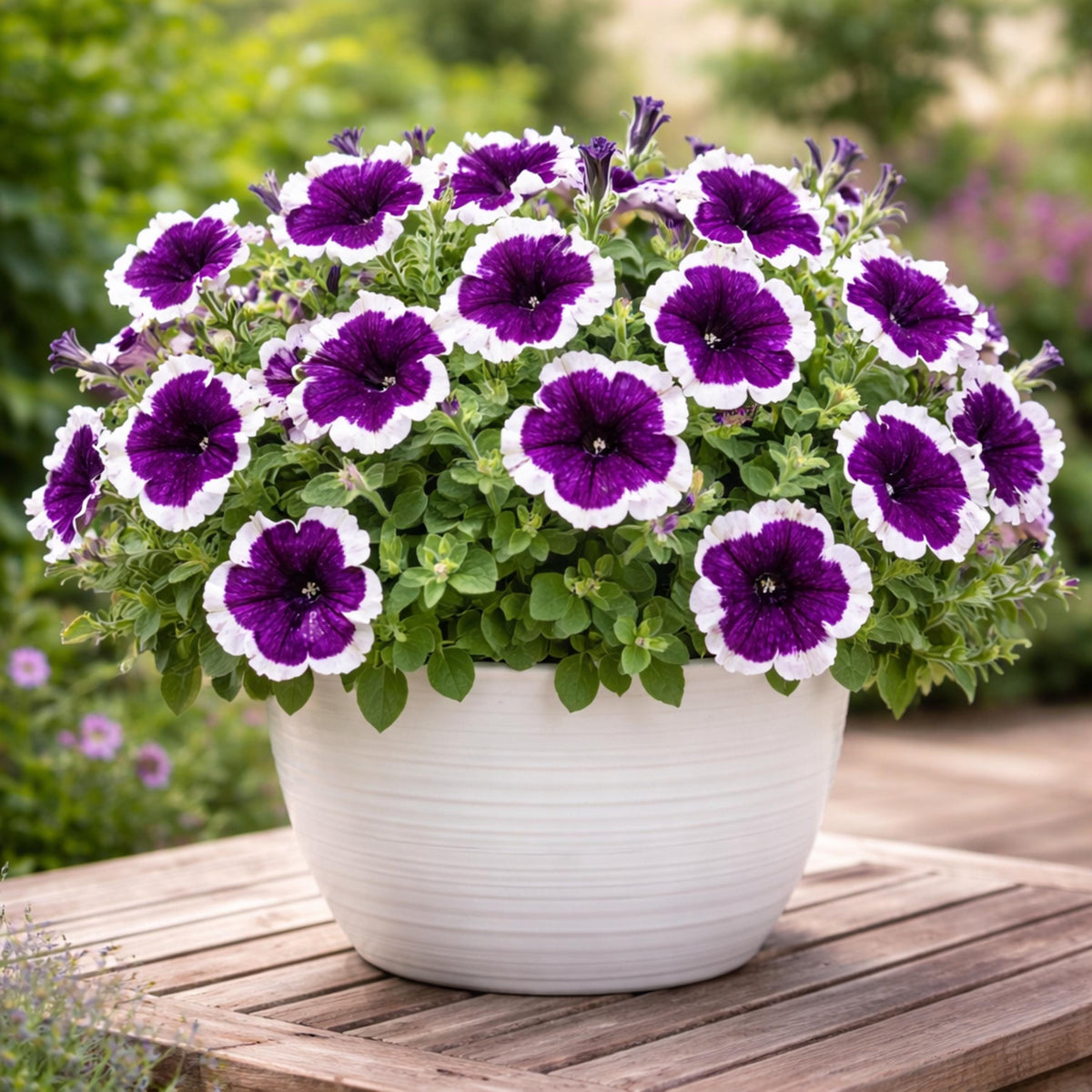 Frost Cherry Petunia seeds