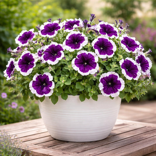 Frost Cherry Petunia seeds
