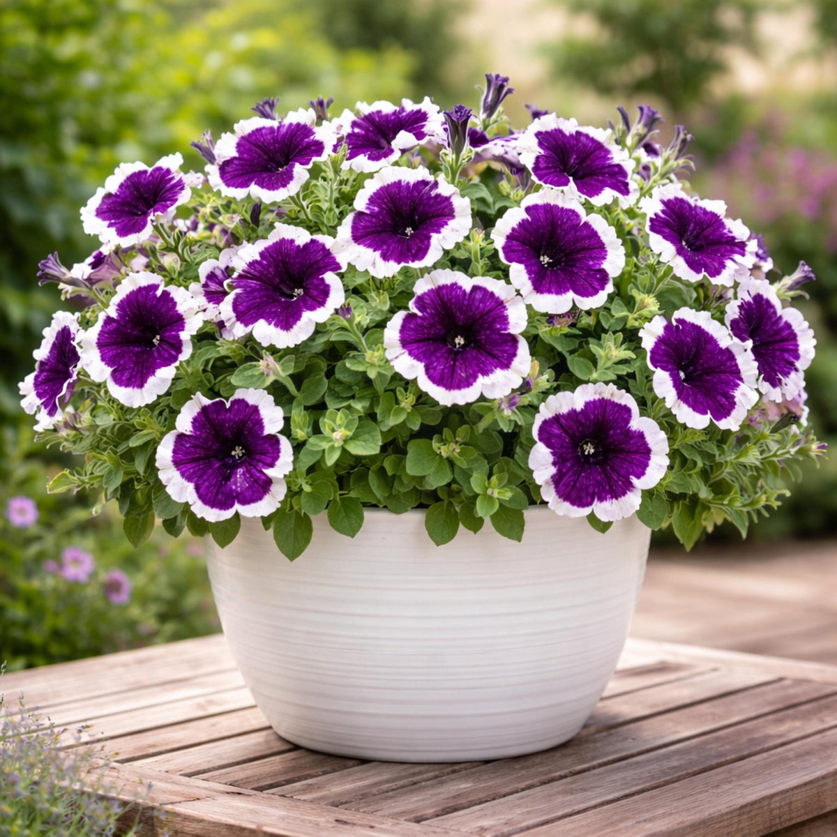 Frost Cherry Petunia seeds