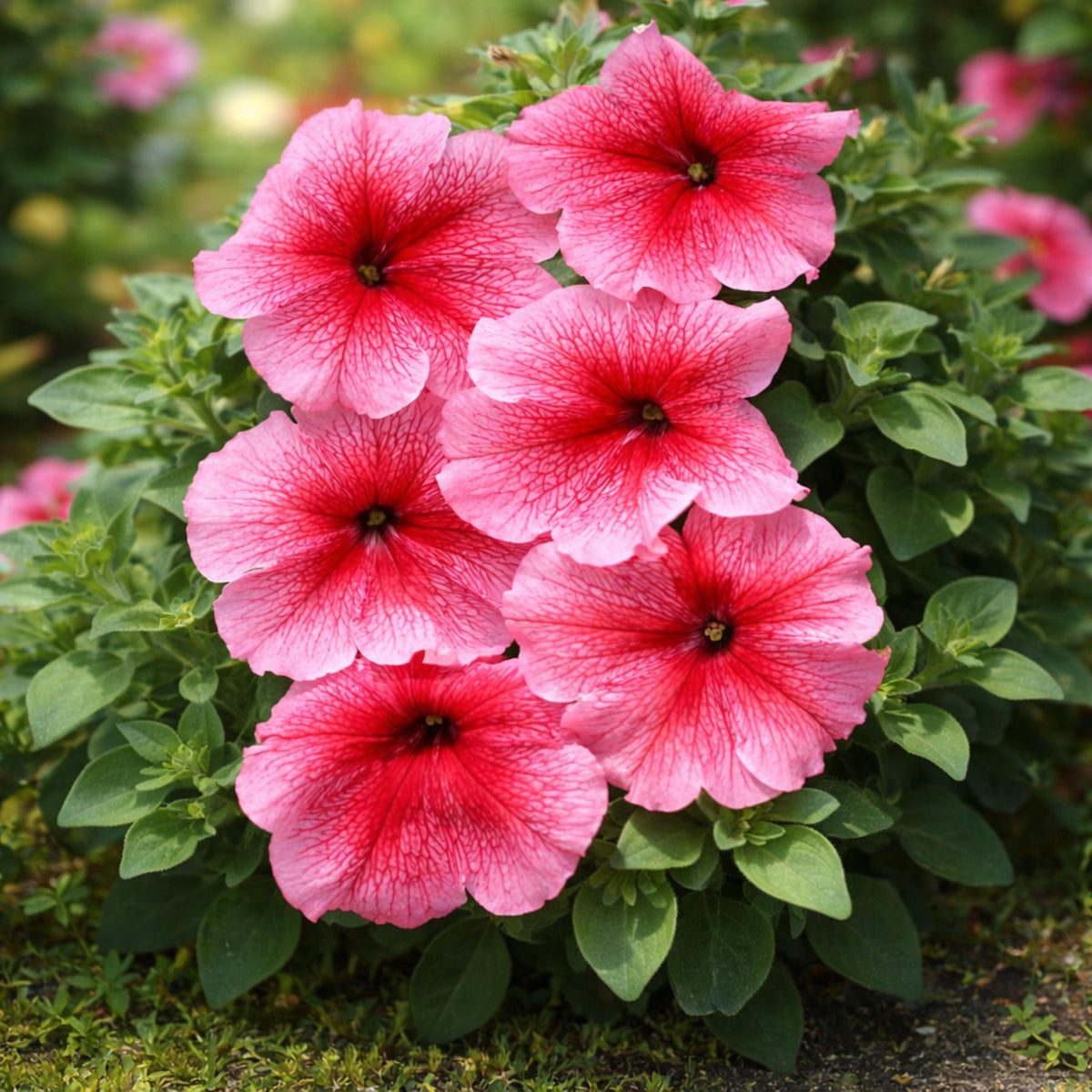 Daddy Red Petunia seeds