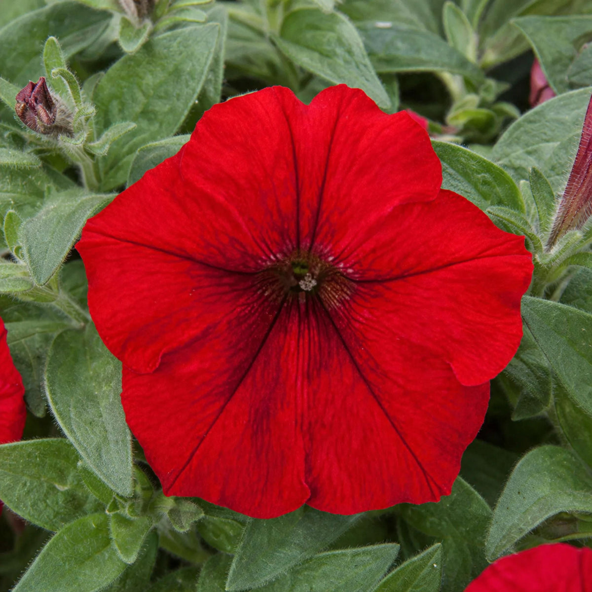 FotoFinish Red Trailing Petunia seeds