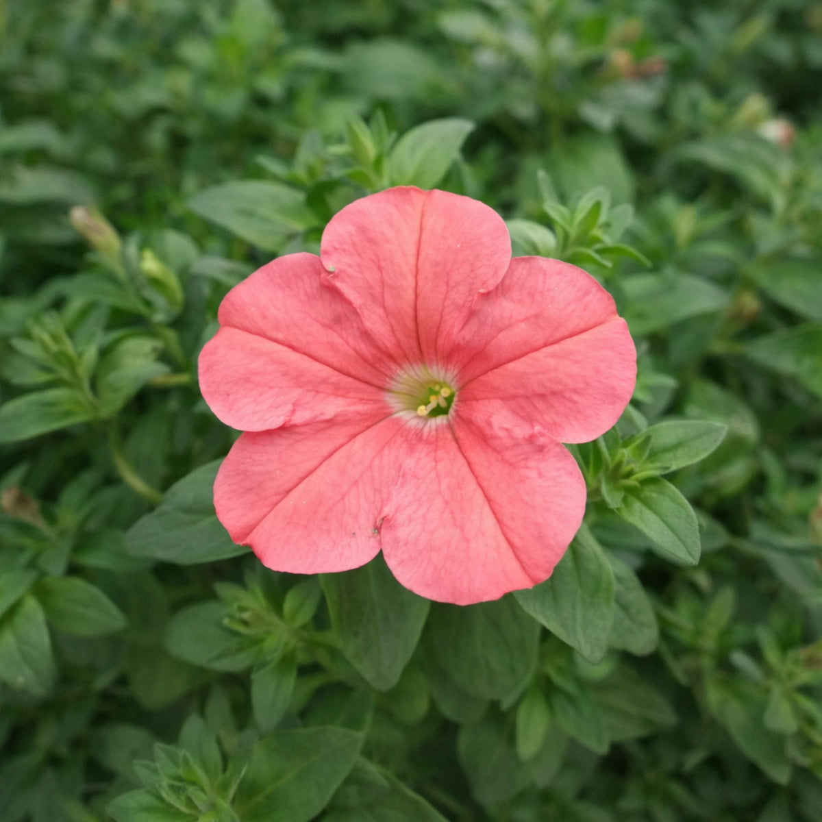 FotoFinish Salmon Trailing Petunia seeds