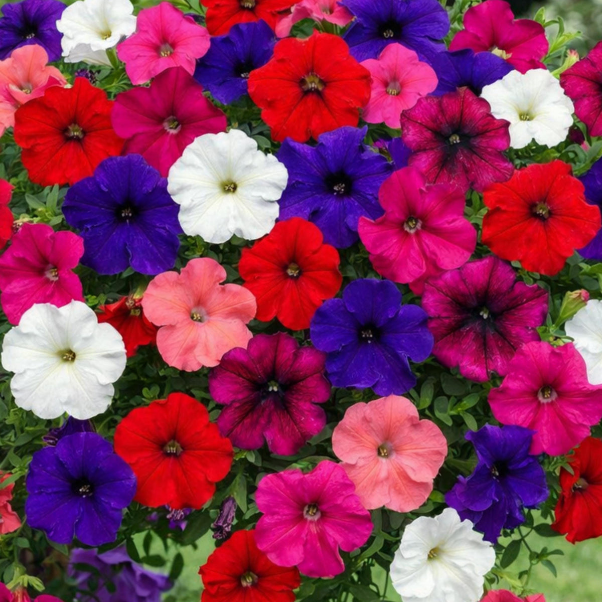 FotoFinish Mix Trailing Petunia seeds