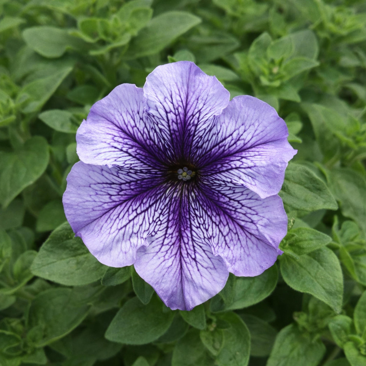 Daddy Blue Petunia seeds