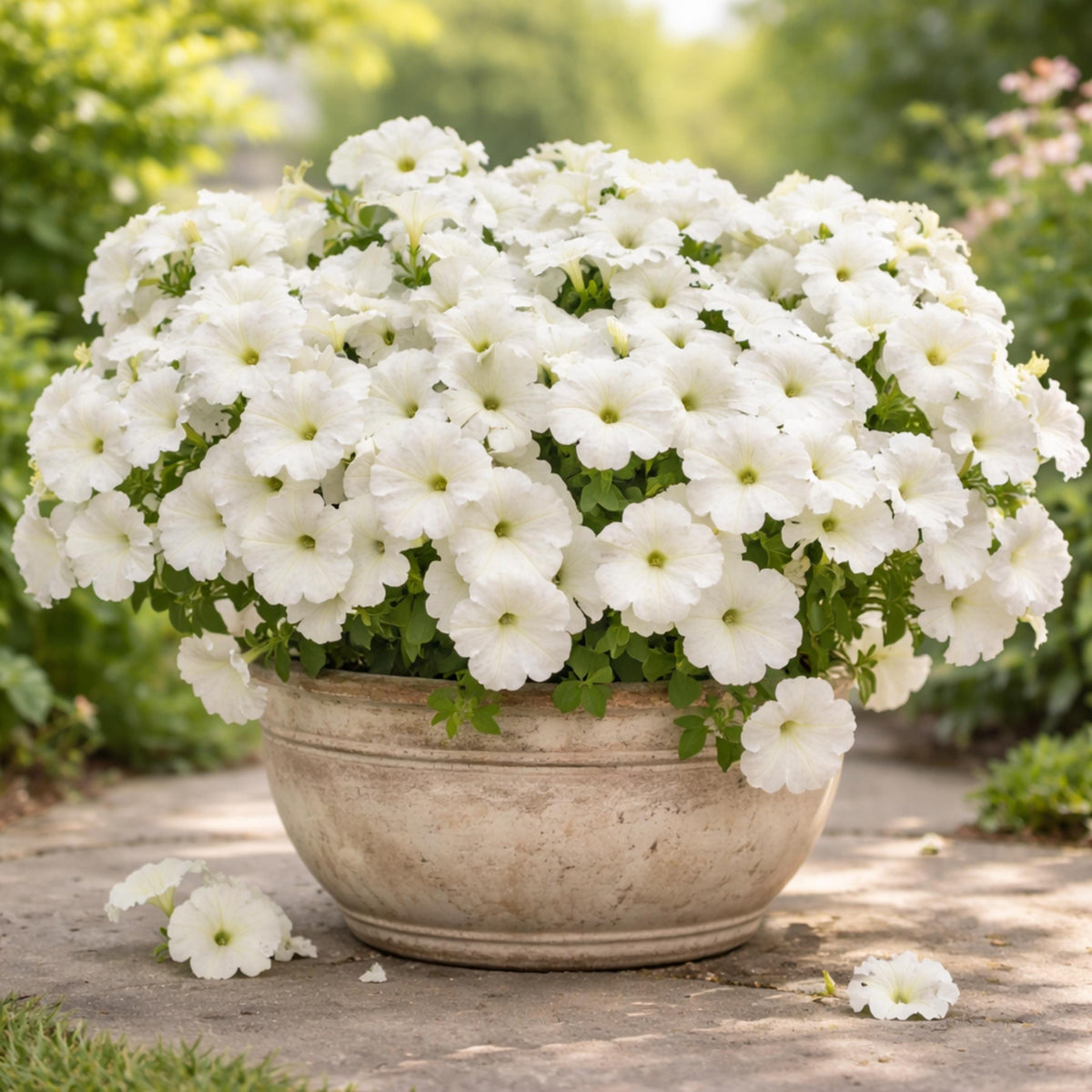 Success White Trailing Petunia seeds