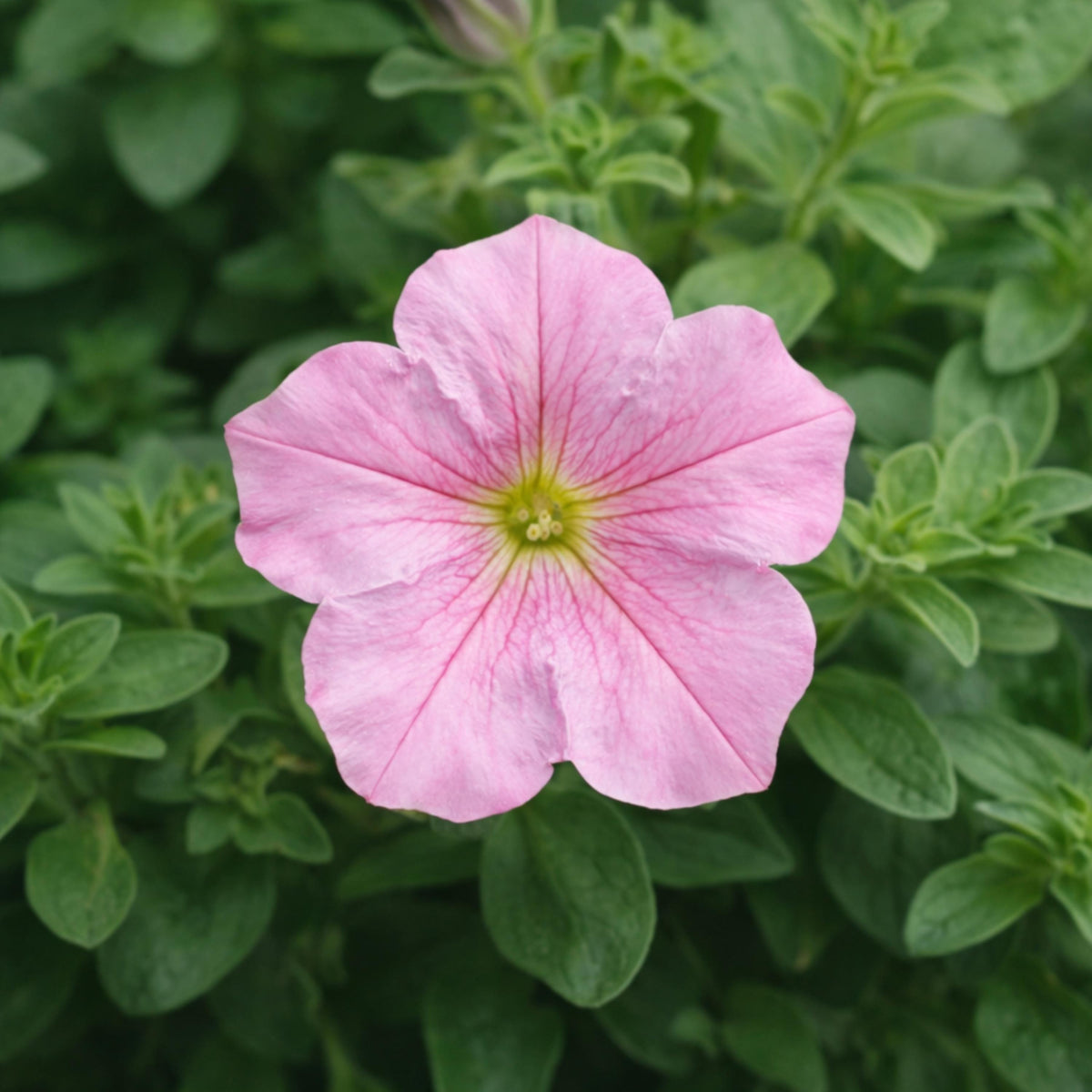 Easy Wave Pink Pearl Trailing Petunia seeds