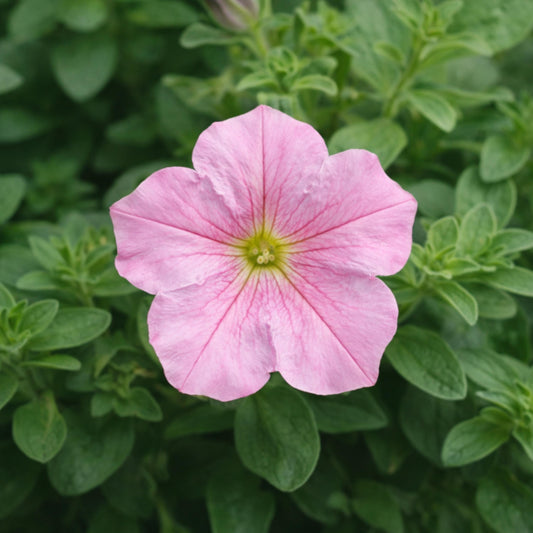 Easy Wave Pink Pearl Trailing Petunia seeds