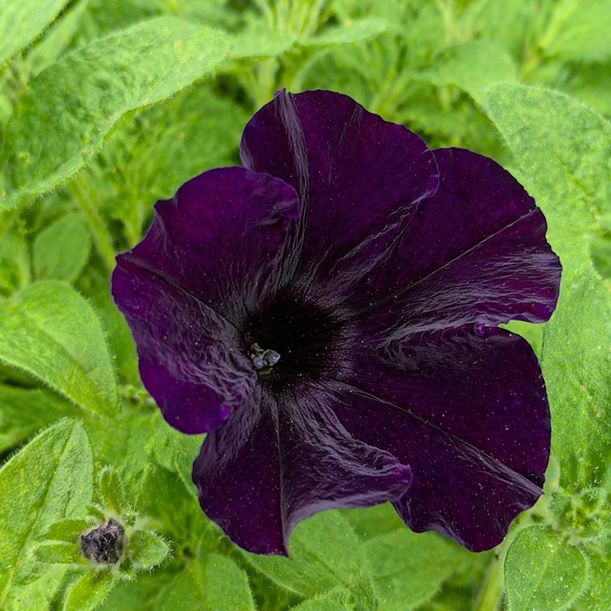 Easy Wave Navy Velour Petunia seeds