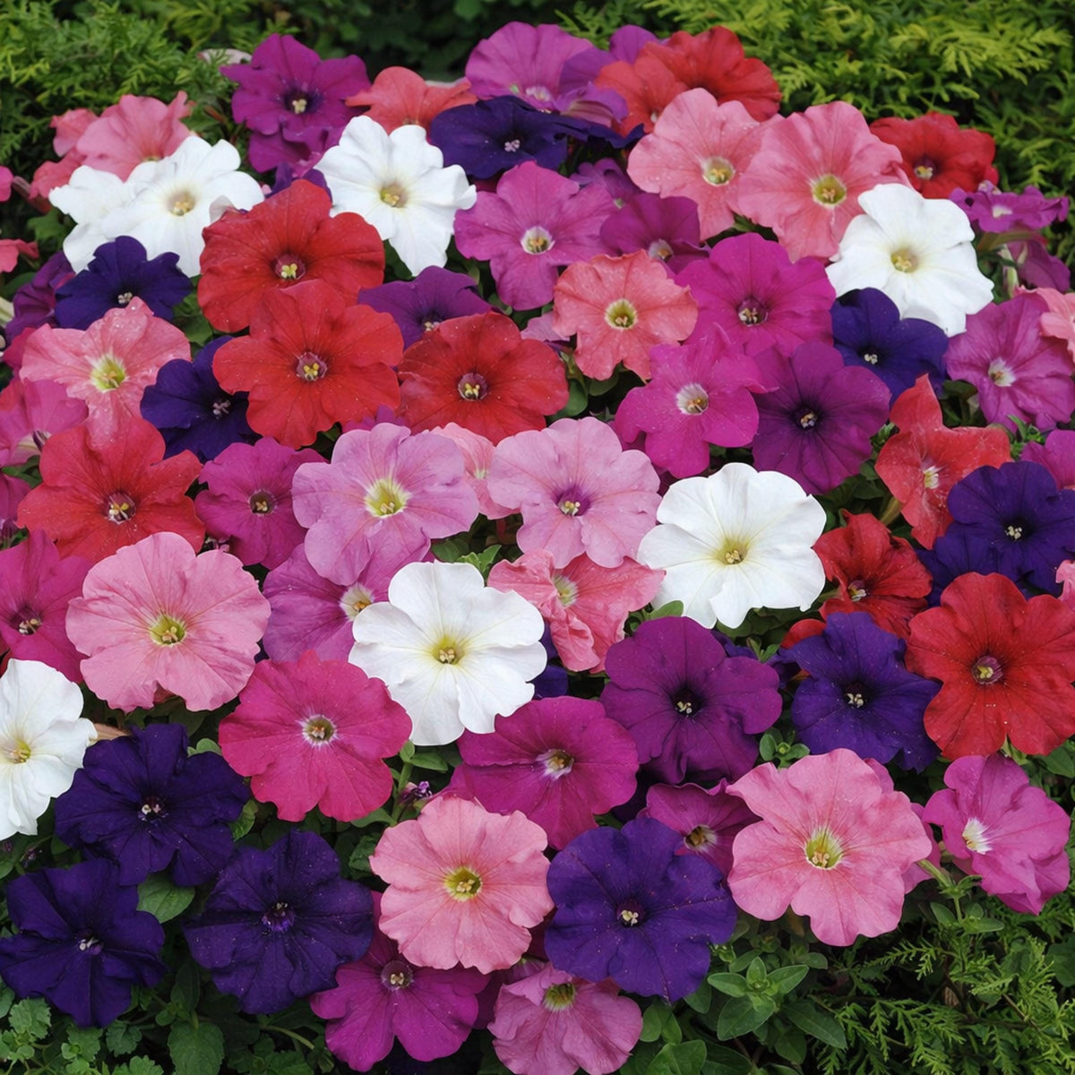 Mambo Mix Petunia seeds
