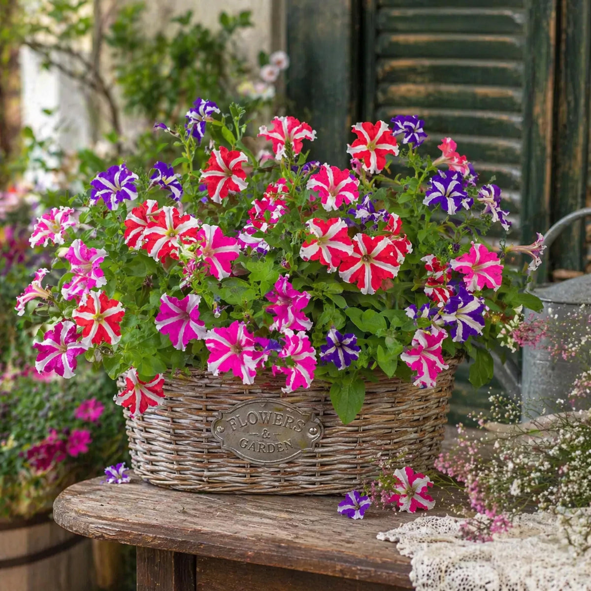 Star Mix Petunia seeds