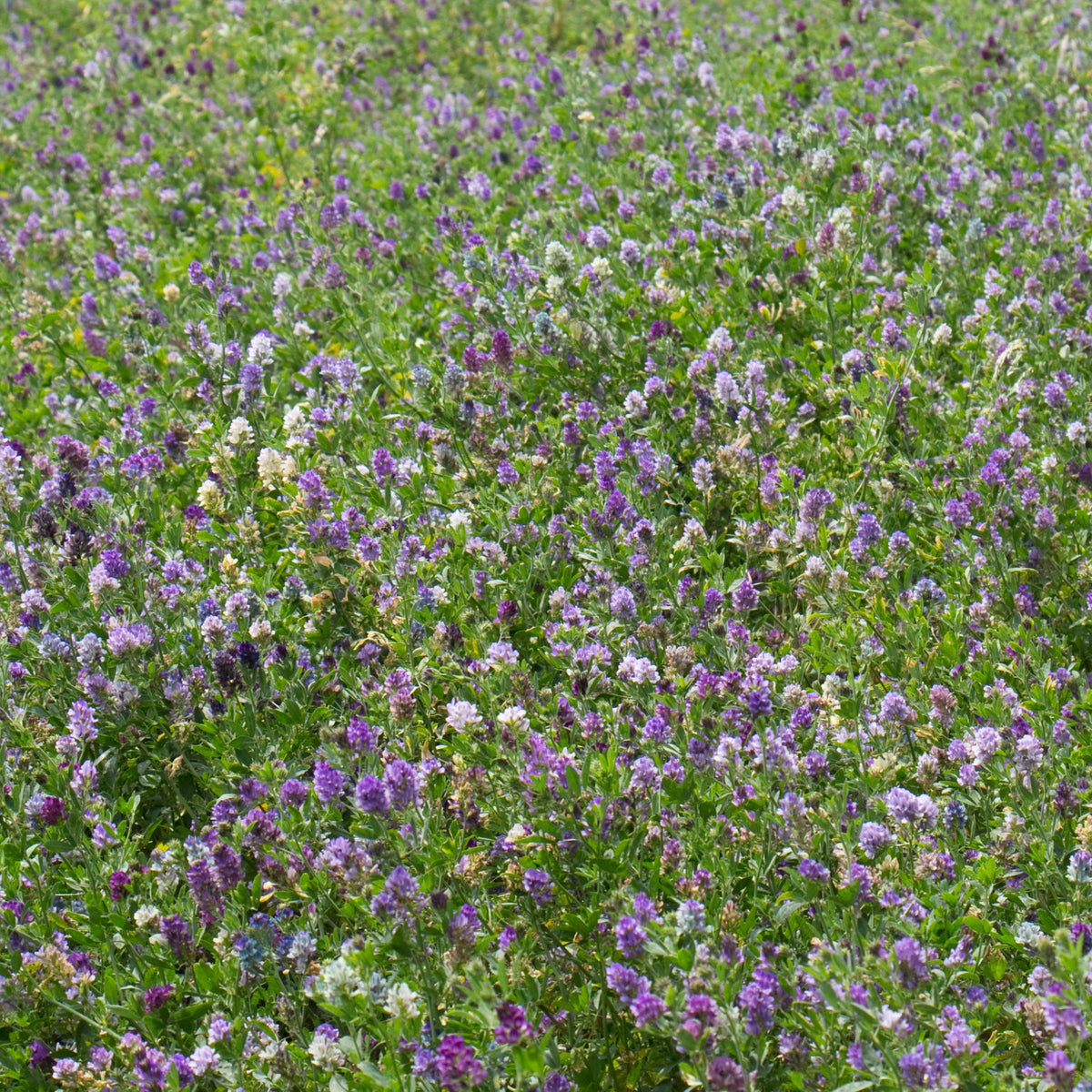 Alfalfa Cover Crop seeds
