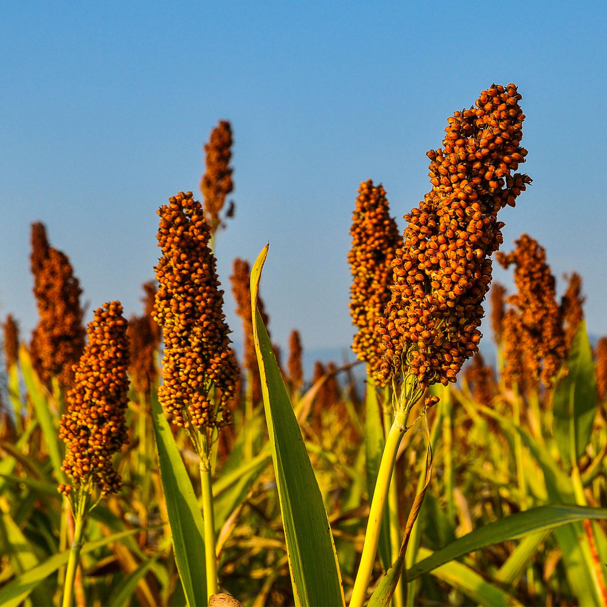 Martin Milo Sorghum seeds
