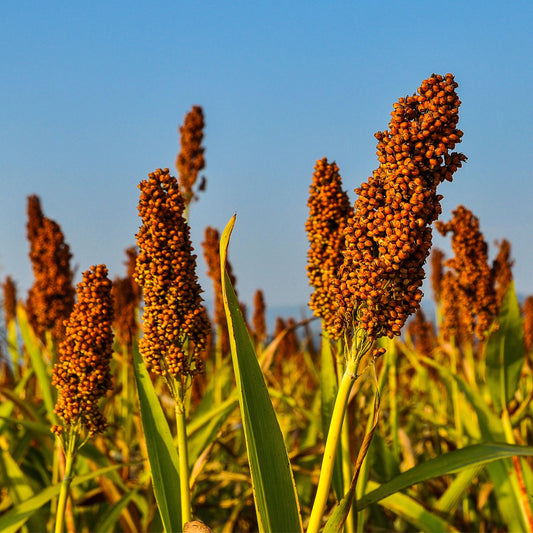 Martin Milo Sorghum seeds