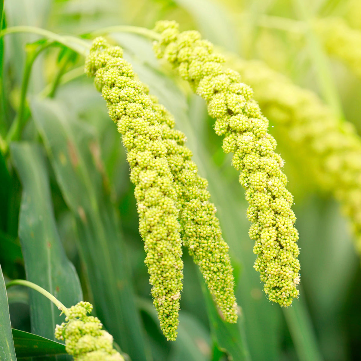 White Proso Millet seeds
