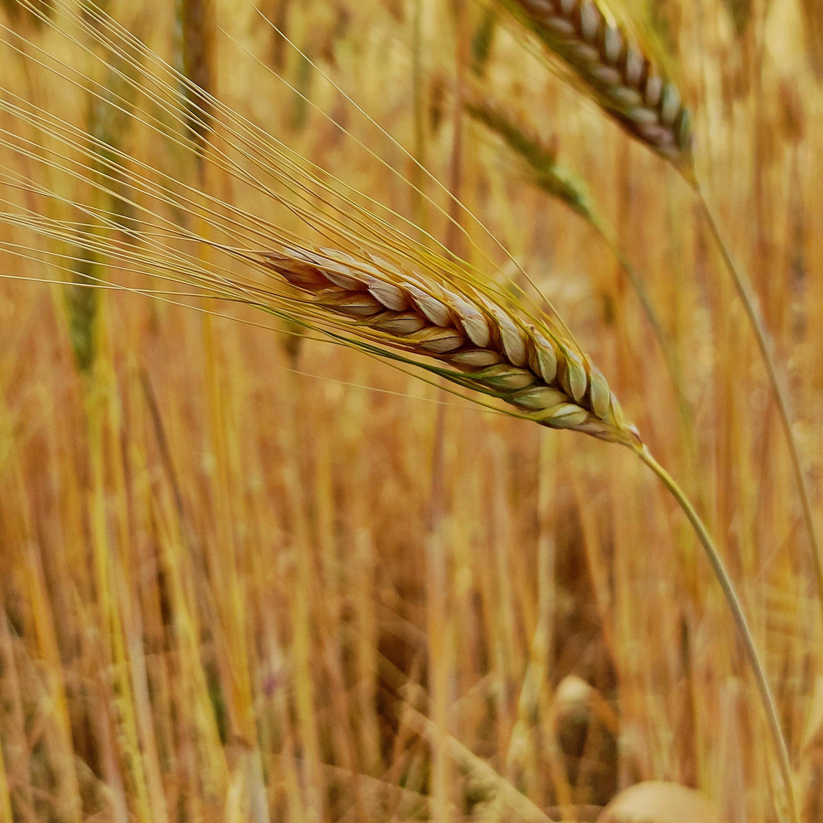Robust Barley seeds