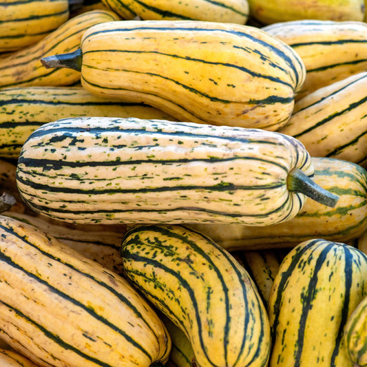 Delicata Winter Squash seeds