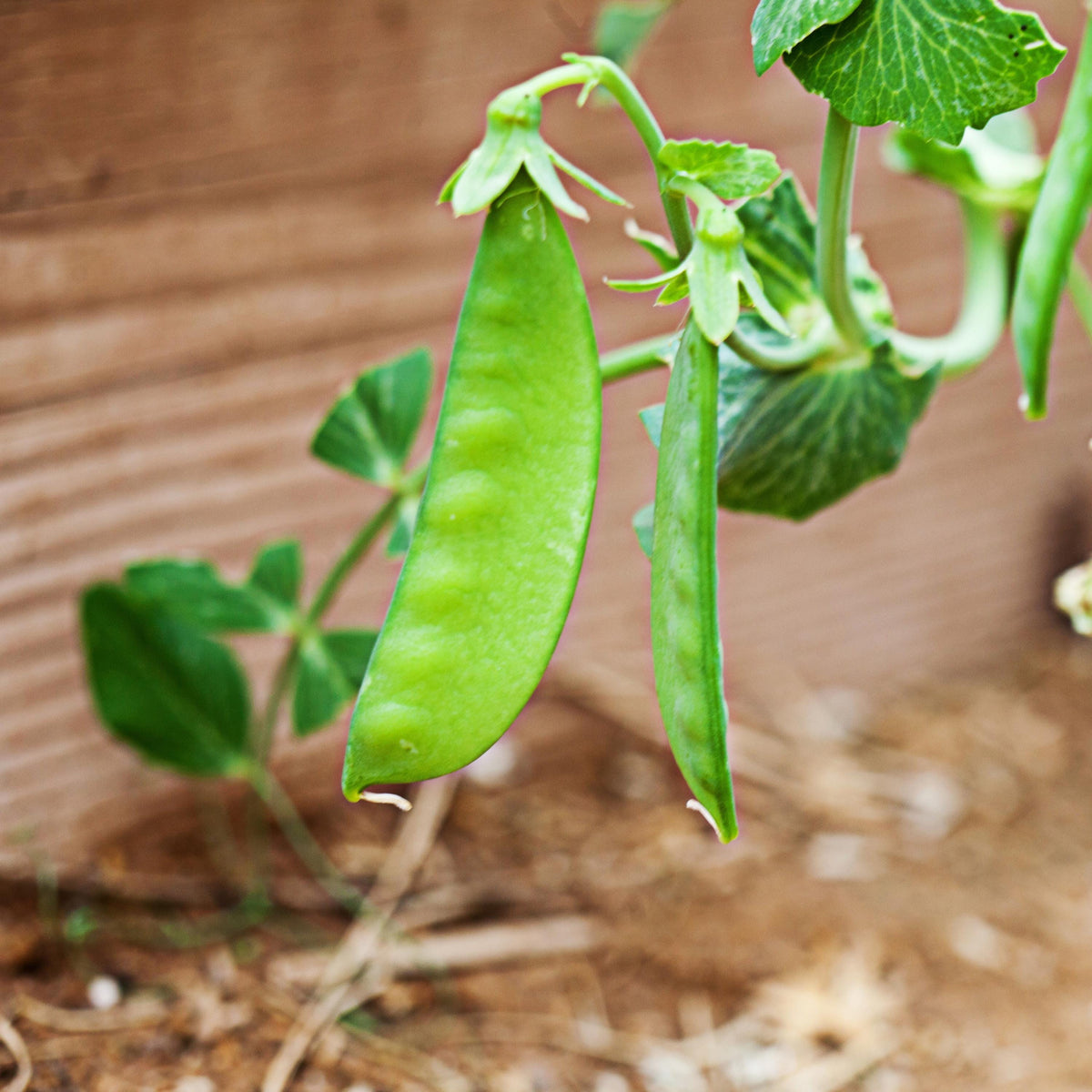Oregon Sugar Pod II Snow Pea seeds