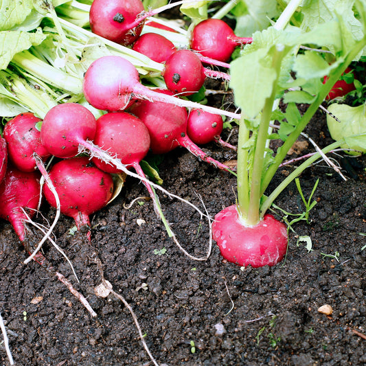 Cherry Belle Radish seeds