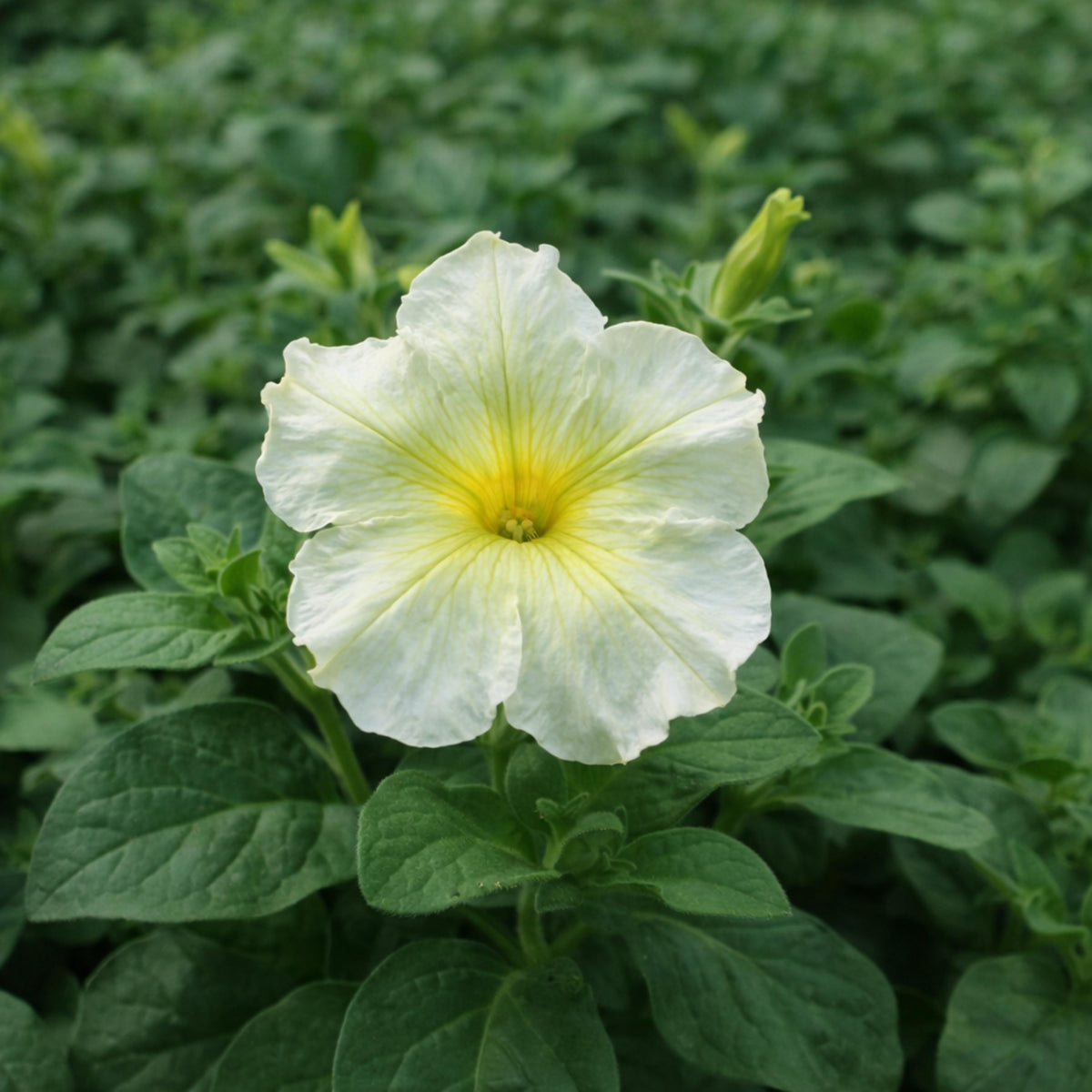 Prism Sunshine Petunia seeds