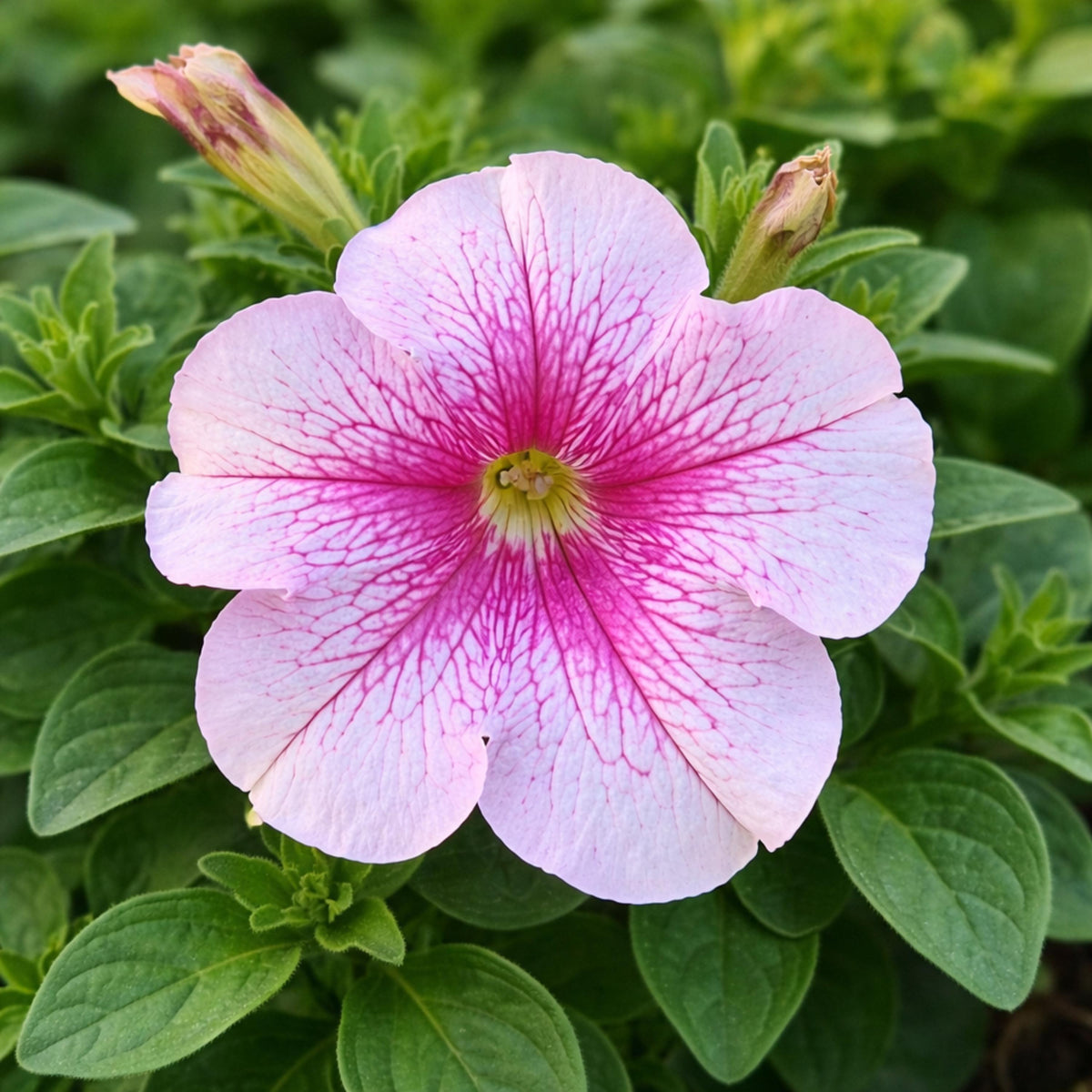 Daddy Peppermint Petunia seeds