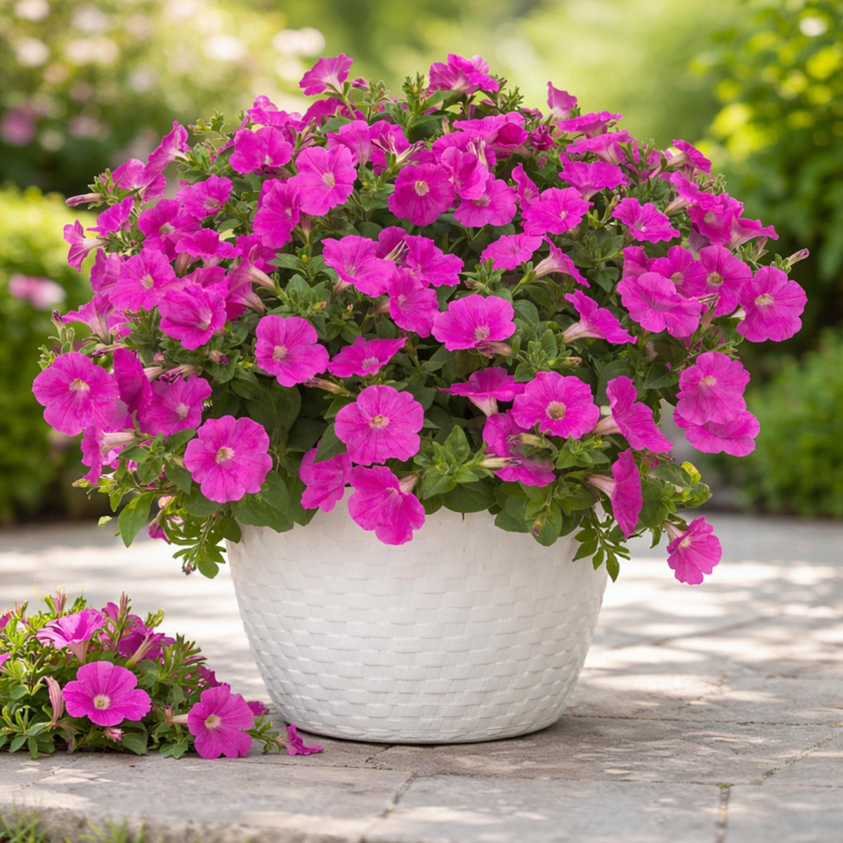 FotoFinish Pink Trailing Petunia seeds