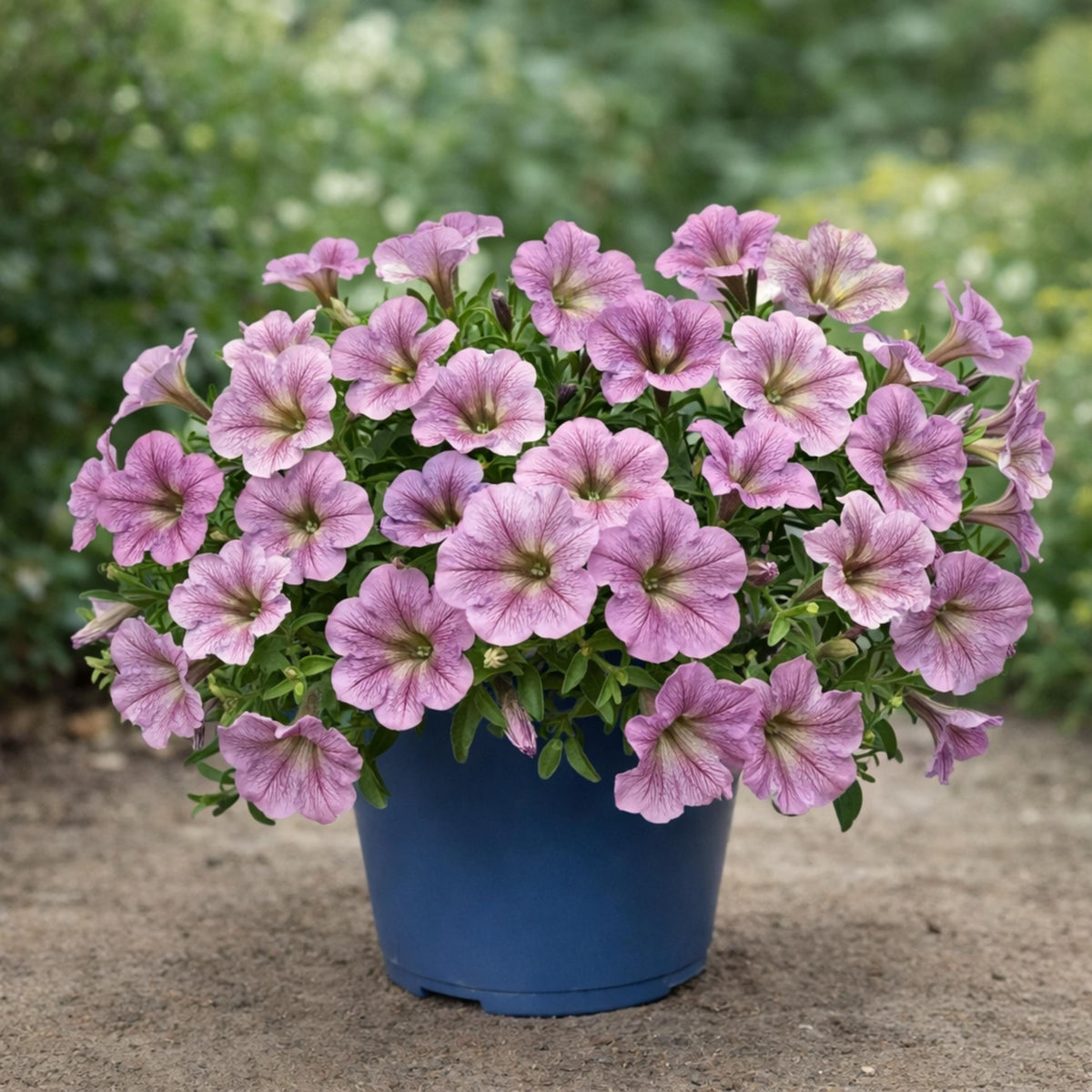 Success Silver Vein Trailing Petunia seeds