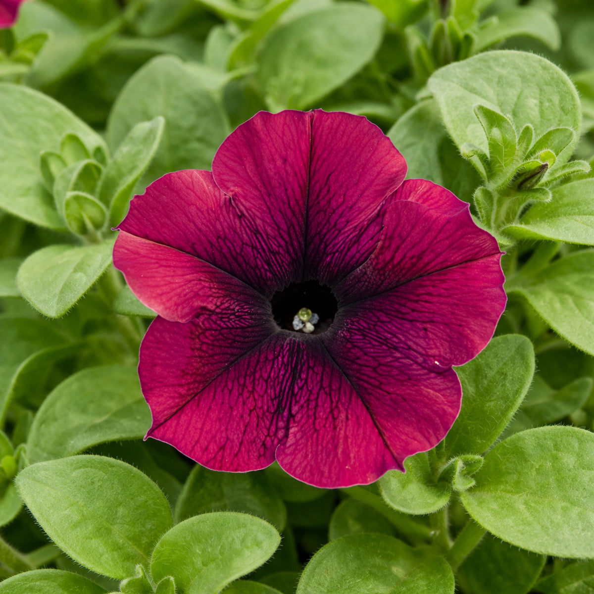 Success Burgundy Trailing Petunia seeds
