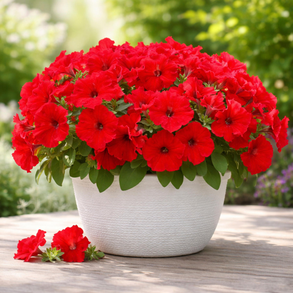 Success Red Trailing Petunia seeds