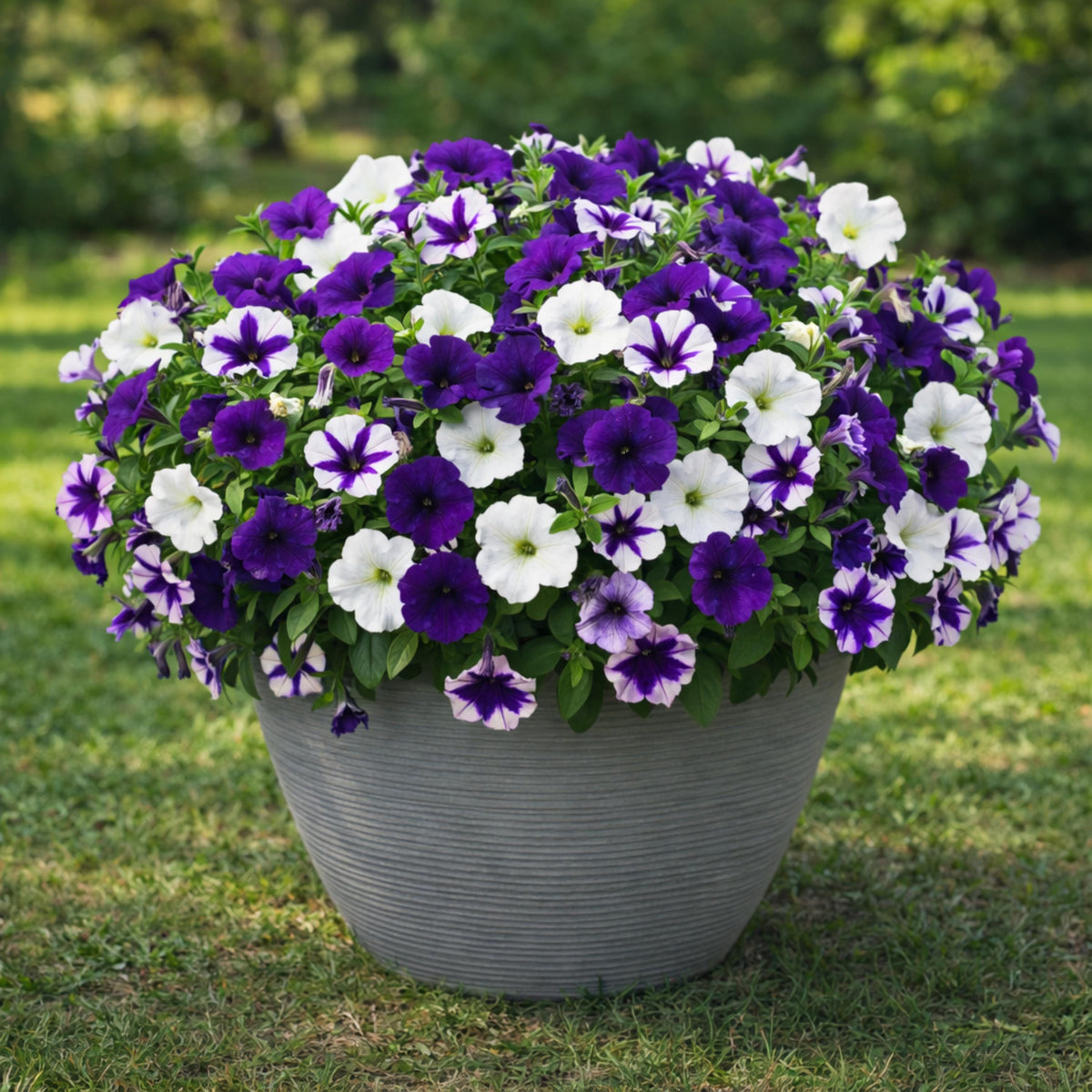 E3 Easy Wave Deja Vu Mix Trailing Petunia seeds