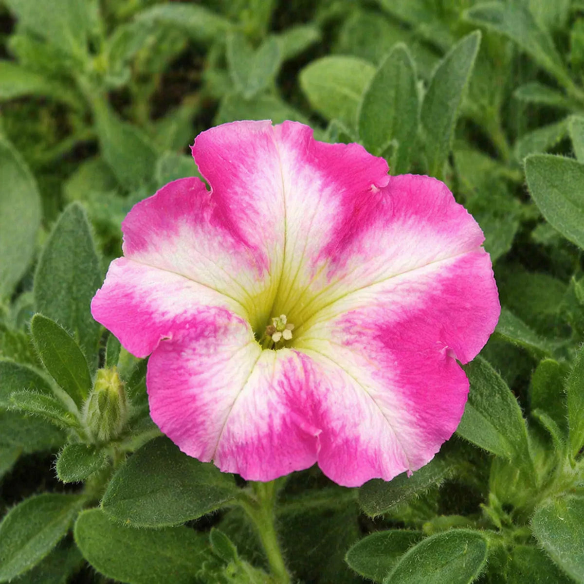 E3 Easy Wave Rose Morn Petunia seeds