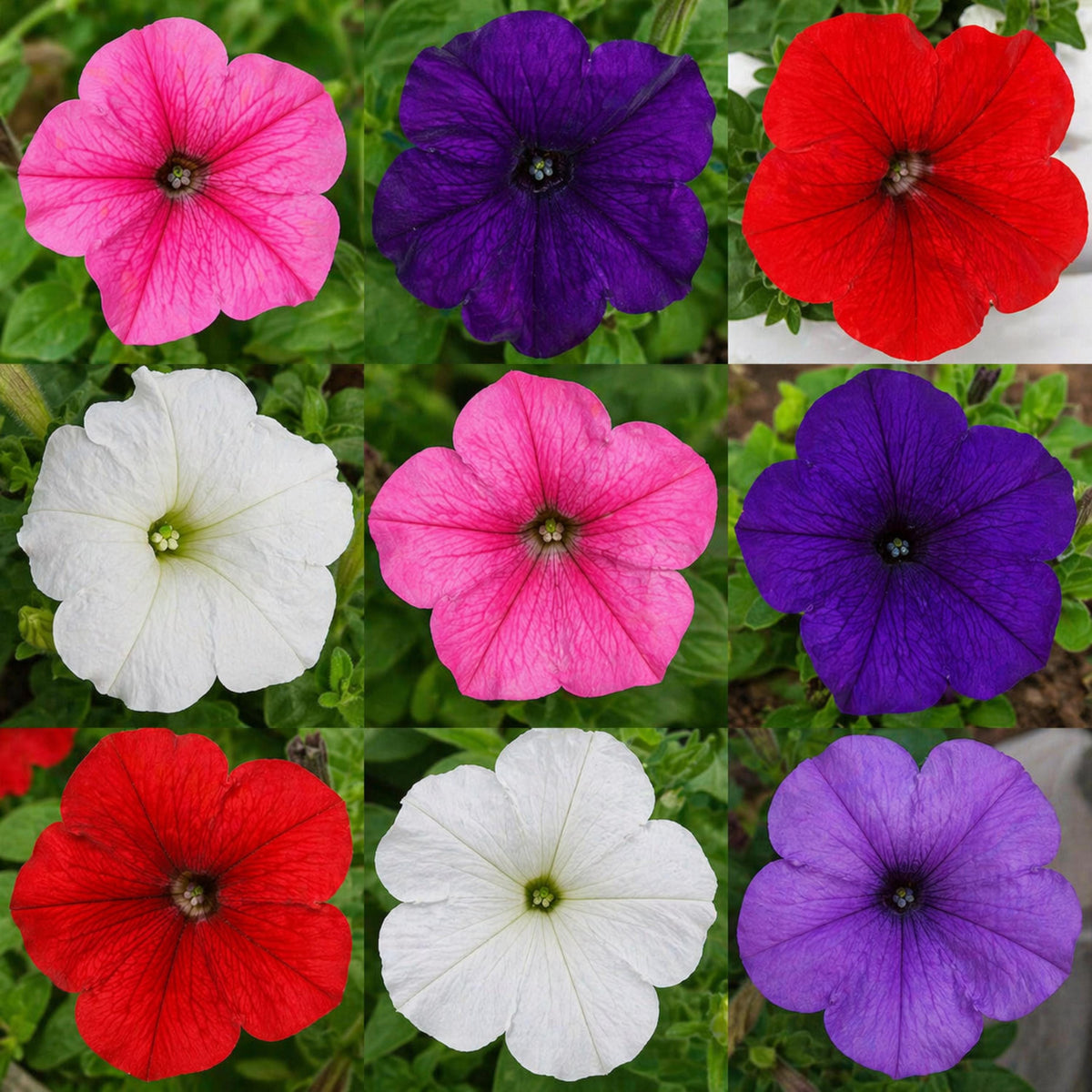 Wave Petunia Mix seeds
