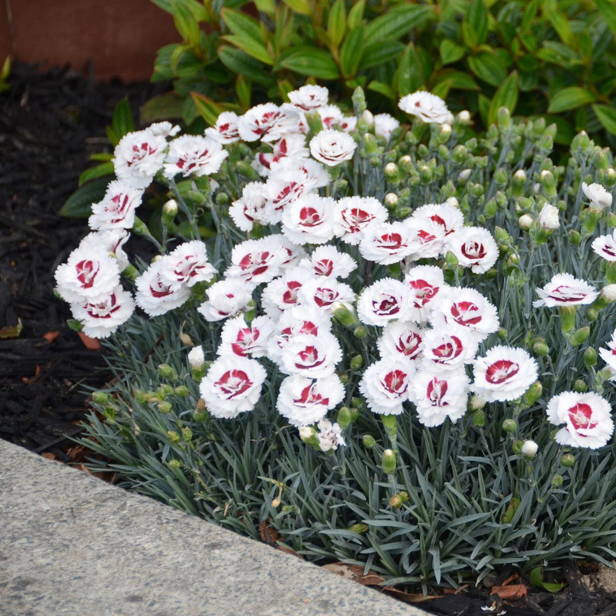 Scent First Coconut Surprise Dianthus Carnations seeds
