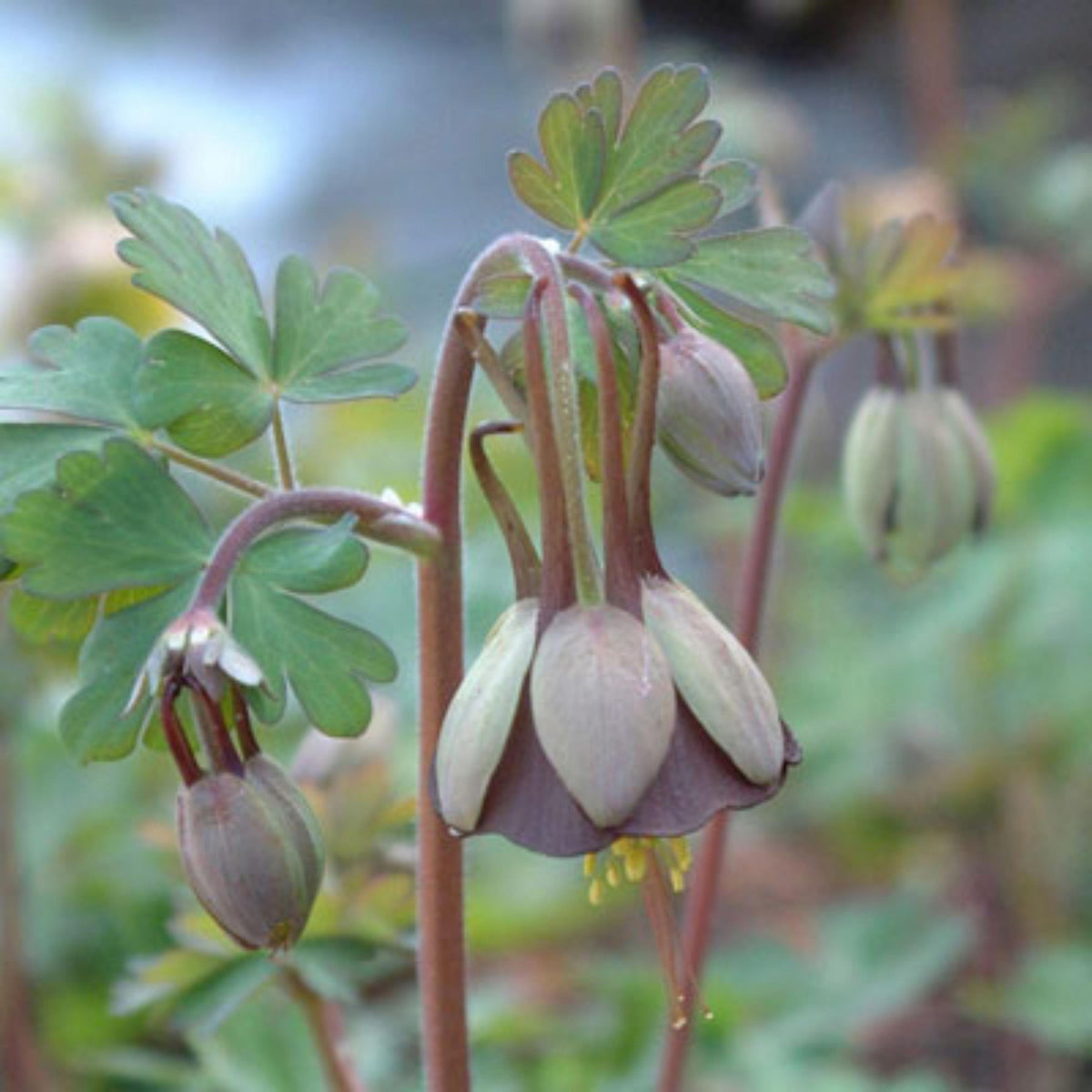 Aquilegia viridiflora 'Chocolate Soldier' Columbine seeds