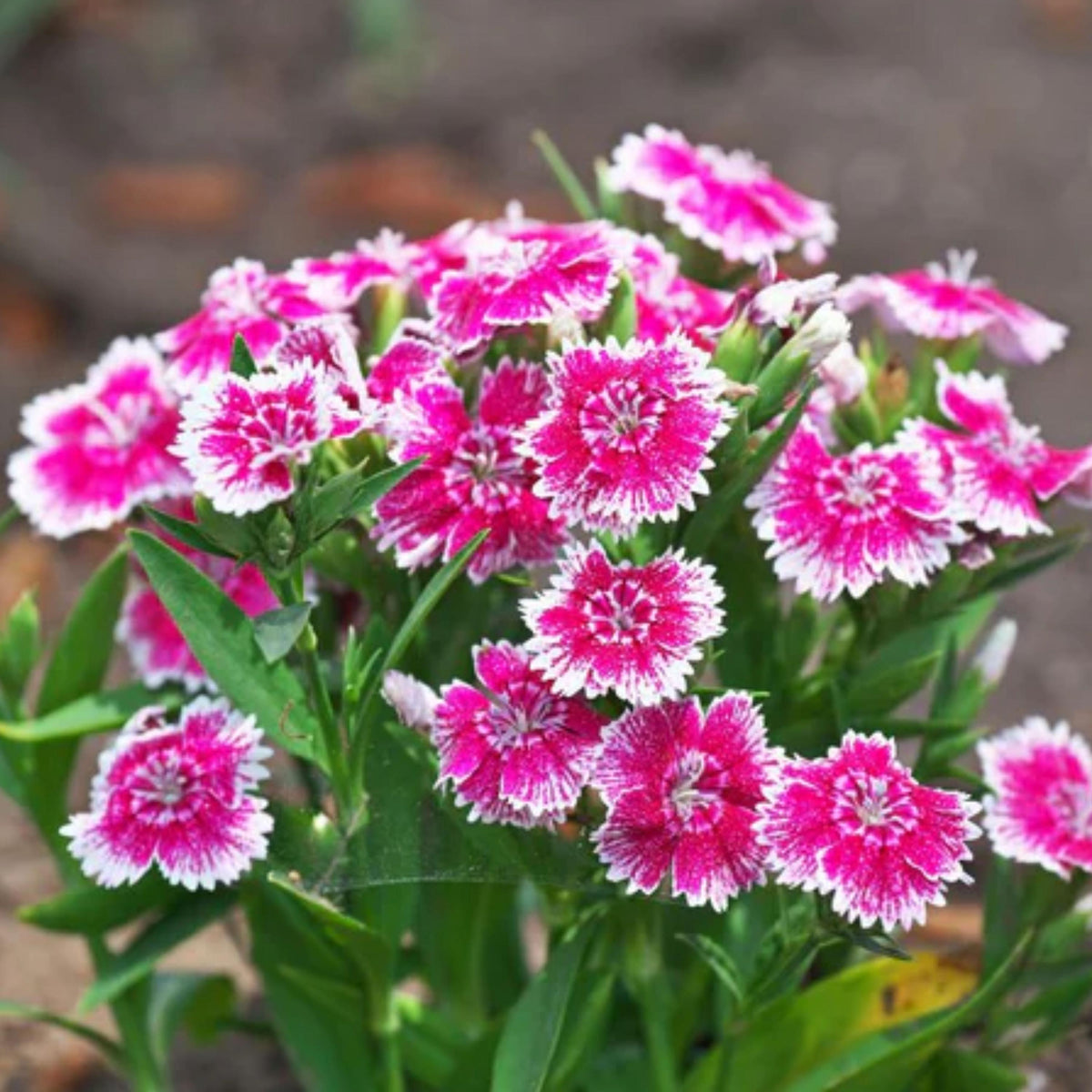 Baby Doll Carnations seeds