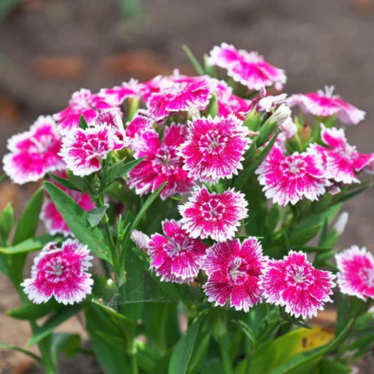 Baby Doll Carnations seeds