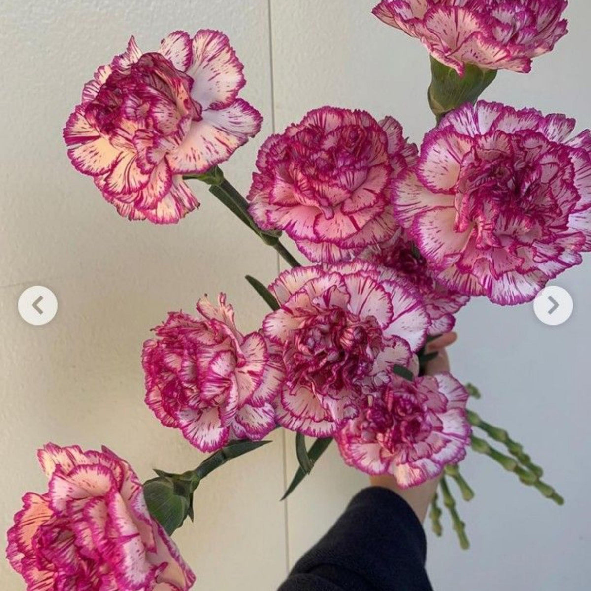 Rendezvous Carnations seeds