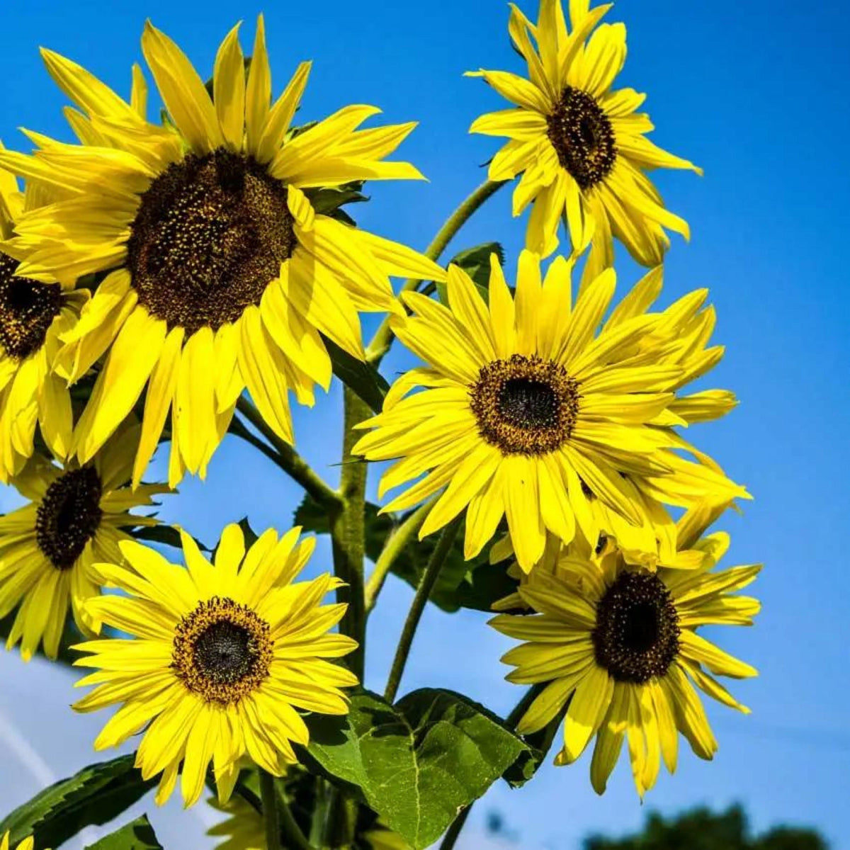 Lemon Queen Sunflower Seeds-Helianthus annuus seeds