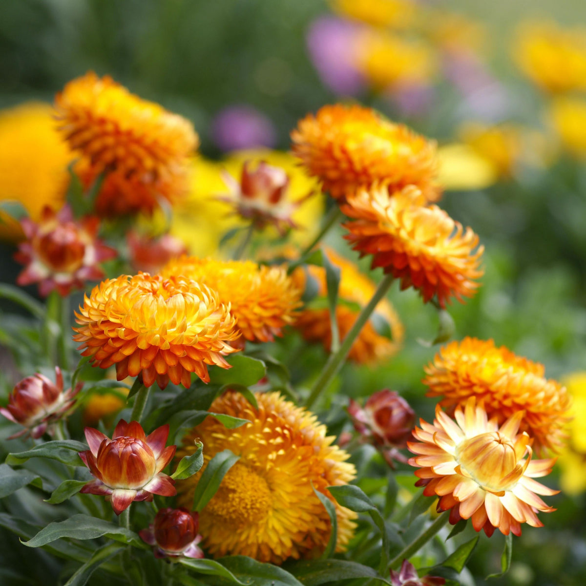 Orange Strawflower seeds
