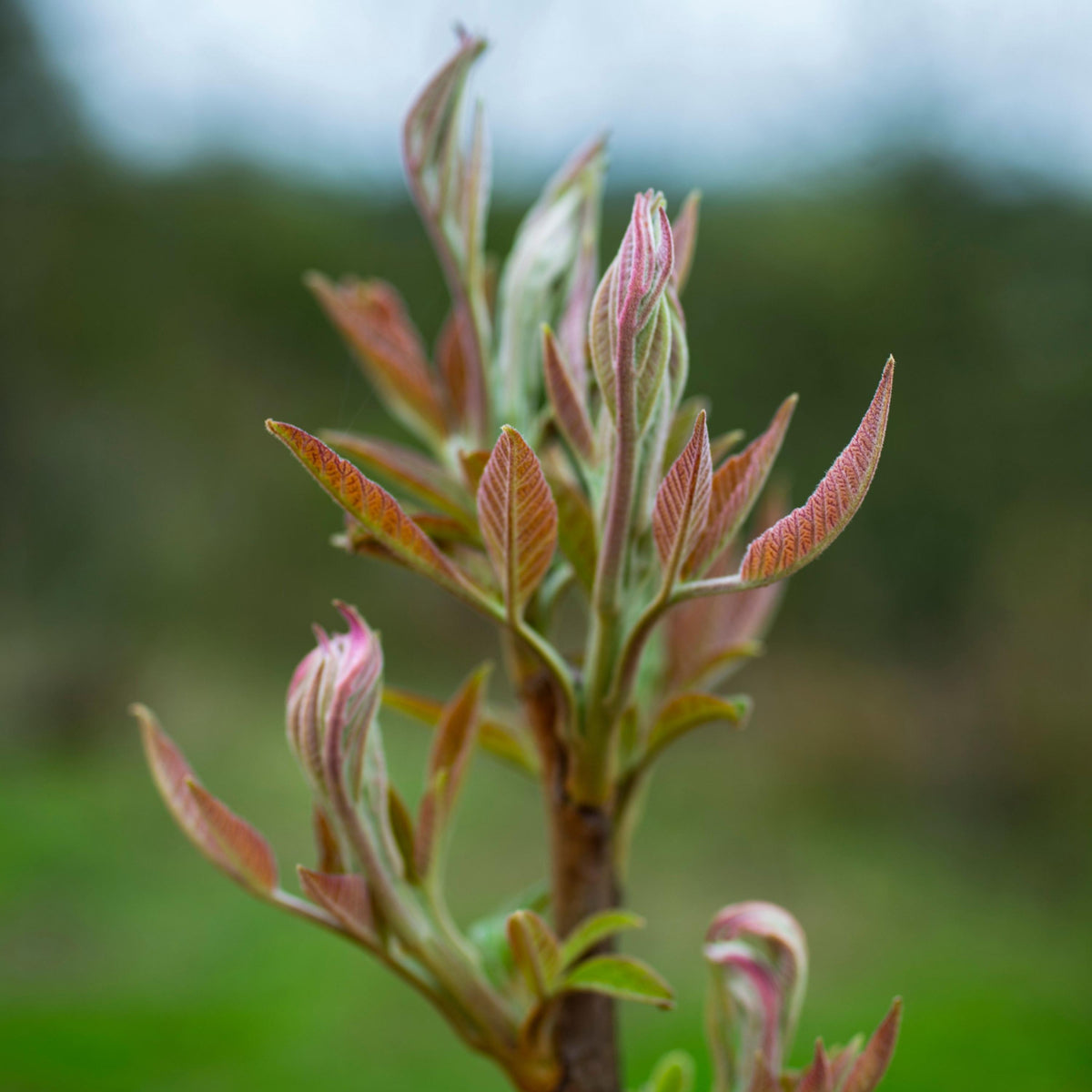 North Red Chinese Toon seeds